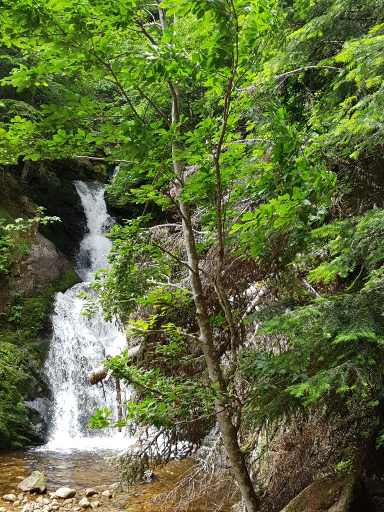 Photo réalisée lors d'une promenade à la cascade de Chorsin (Sauvain, Loire, 42)