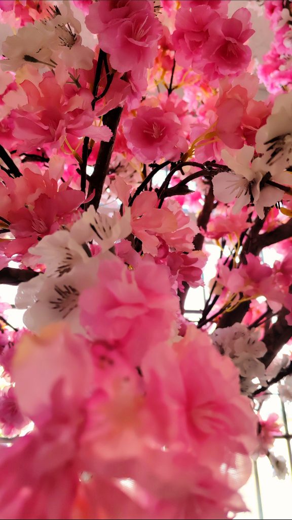 Photo prise au milieu d'un Cerisier en fleurs